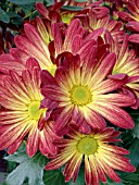 FLORIST CHRYSANTHEMUM