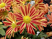 FLORIST CHRYSANTHEMUM