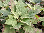 HYDRANGEA QUERCIFOLIA FOLIAGE