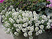 LOBULARIA MARITIMA SWEET ALYSSUM