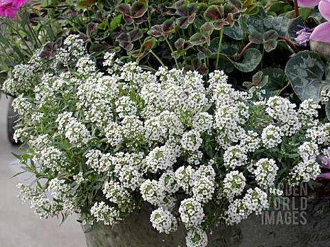 LOBULARIA_MARITIMA_SWEET_ALYSSUM