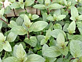 MENTHA PIPERITA PEPPERMINT