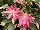 SCHLUMBERGIA CHRISTMAS OR EASTER CACTUS