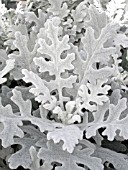 SENECIO CINERARIA DUSTY MILLER