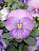 VIOLA DYNAMITE LAVENDER PANSY