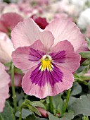 VIOLA DYNAMITE PINK PANSY