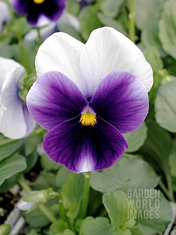 VIOLA_PANOLA_BEACONSFIELD_PANSY