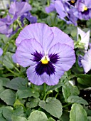 VIOLA PANOLA BLUE BLOTCH PANSY