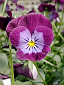 VIOLA PURPLE RAIN