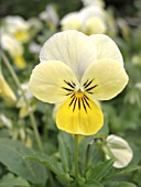 VIOLA SORBET YELLOW FROST