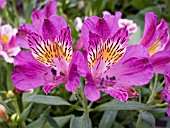 ALSTROEMERIA, (MAGENTA)