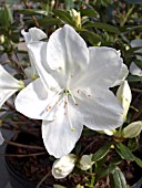 AZALEA IRISH CREAM