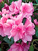 AZALEA PINK RUFFLES