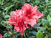 AZALEA RED RUFFLES