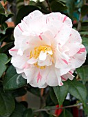 CAMELLIA JAPONICA ELEANOR MCCOWN