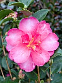 CAMELLIA SASANQUA KANJIRO