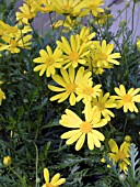 EURYOPS PECTINATUS VIRIDIS,  GREEN EURYOPS OR BUSH DAISY.