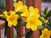 GELSEMIUM SEMPERVIRENS,  CAROLINA JASMINE