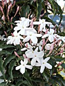 JASMINUM POLYANTHUM