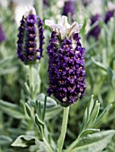 LAVANDULA STOECHAS WINTER BEE