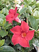 MANDEVILLA SUN PARASOL CRIMSON