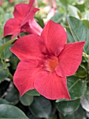 MANDEVILLA SUN PARASOL CRIMSON