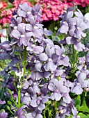 NEMESIA POETRY BLUE