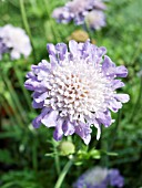 SCABIOSA BUTTERFLY BLUE