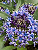 SCILLA PERUVIANA