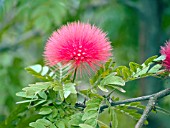 CALLIANDRA HAEMATOCEPHALA,  RED POWDERPUFF PLANT