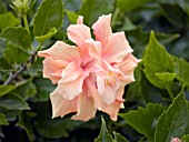 HIBISCUS ROSA SINENSIS DOUBLE APRICOT