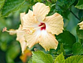 HIBISCUS ROSA SINENSIS YELLOW