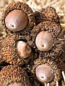 QUERCUS MACROCARPA,  BUR OAK ACORNS