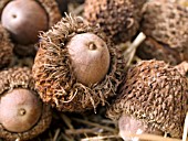 QUERCUS MACROCARPA,  BUR OAK ACORNS