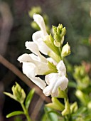 SALVIA GREGGII WHITE