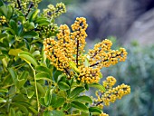 SCHEFFLERA ARBORICOLA,   DWARF UMBERELLA PLANT.