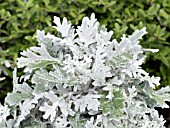 SENECIO CINERARIA, (DUSTY MILLER)