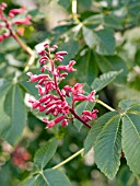 AESCULUS PAVIA,  RED BUCKEYE OR SCARLET BUCKEYE