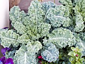 BRASSICA OLERACEA ORNAMENTAL KALE