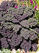 BRASSICA OLERACEA REDBOR KALE