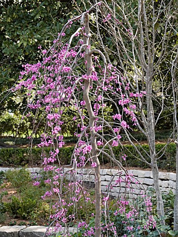 CERCIS_COVEY_WEEPING_REDBUD
