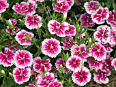 DIANTHUS IDEAL SELECT WHITEFIRE