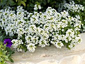 LOBULARIA MARITIMA SWEET ALYSSUM