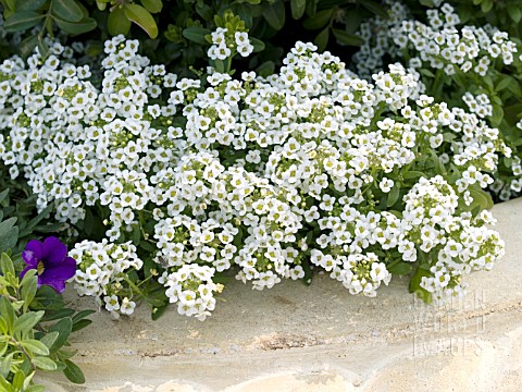 LOBULARIA_MARITIMA_SWEET_ALYSSUM