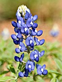 LUPINUS TEXENSIS TEXAS BLUEBONNET