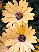 OSTEOSPERMUM ORANGE SYMPHONY