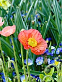 PAPAVER NUDICAULE ICELAND POPPY