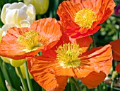 PAPAVER NUDICAULE ORANGE ICELAND POPPY