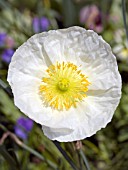 PAPAVER NUDICAULE WHITE ICELAND POPPY