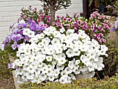 PETUNIA WHITE IN CONTAINER PLANTING